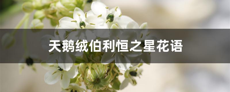 天鹅绒伯利恒之星花语