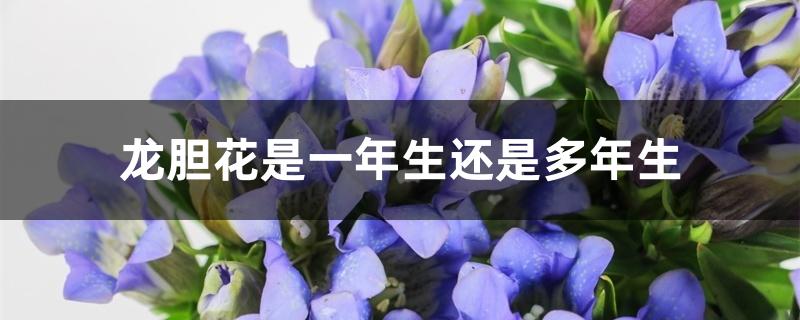 龙胆花是一年生还是多年生