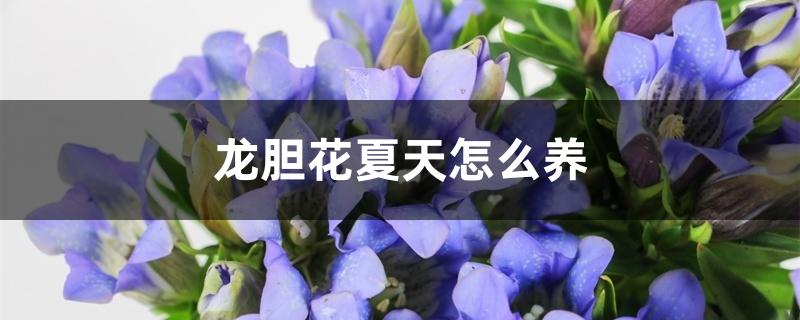 龙胆花夏天怎么养