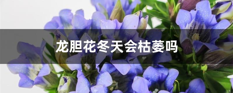 龙胆花冬天会枯萎吗