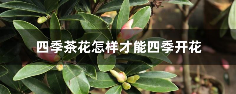 四季茶花怎样才能四季开花