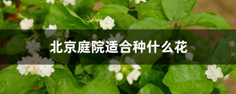 北京庭院适合种什么花