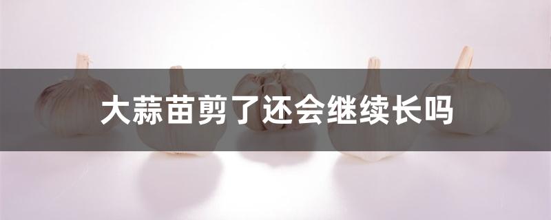 大蒜苗剪了还会继续长吗