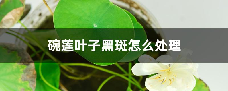 碗莲叶子黑斑怎么处理