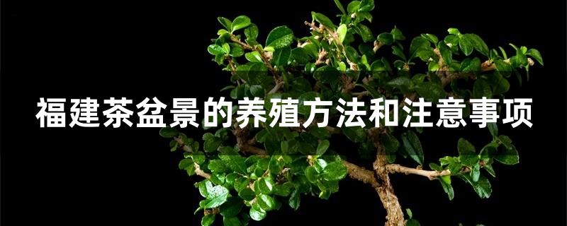 福建茶盆景的养殖方法和注意事项