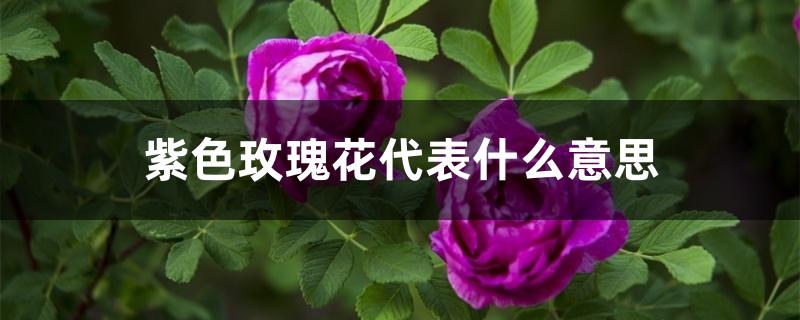 紫色玫瑰花代表什么意思