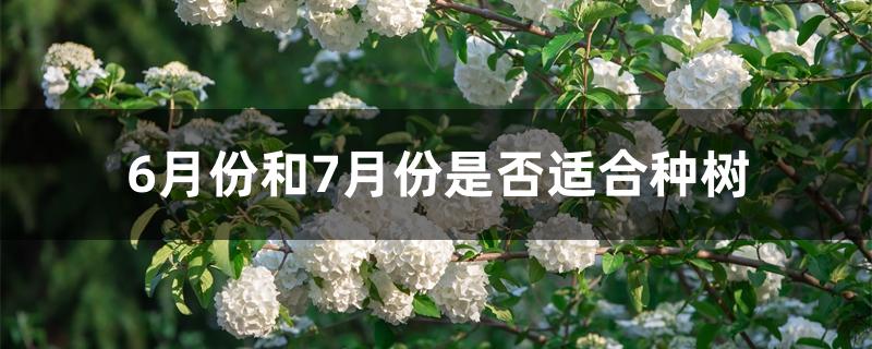 6月份和7月份是否适合种树