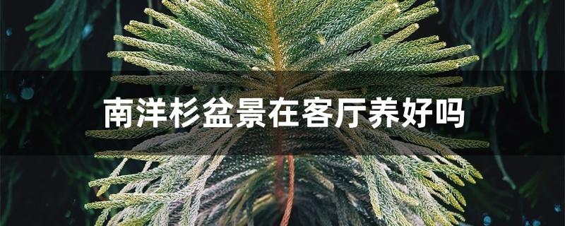 南洋杉盆景在客厅养好吗