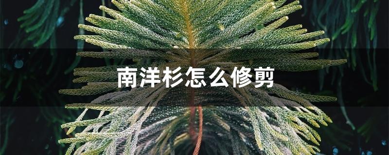 南洋杉怎么修剪