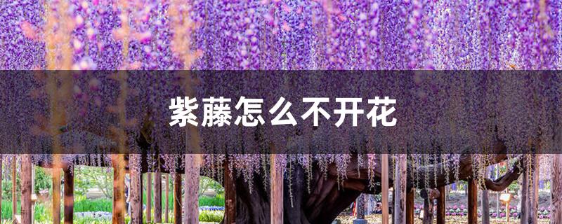 紫藤怎么不开花 紫藤怎么不开花