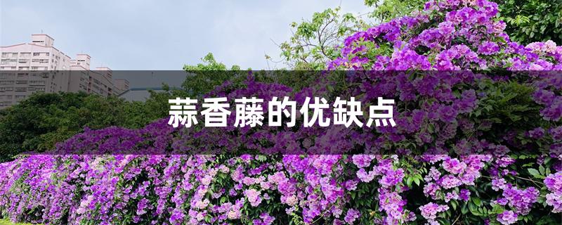 蒜香藤的优缺点