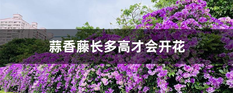蒜香藤长多高才会开花 蒜香藤长多高才会开花