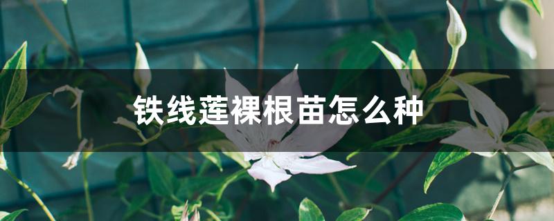 铁线莲裸根苗怎么种