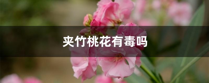 夹竹桃花有毒吗