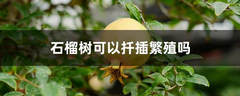 石榴树可以扦插繁殖吗 石榴树可以扦插繁殖吗