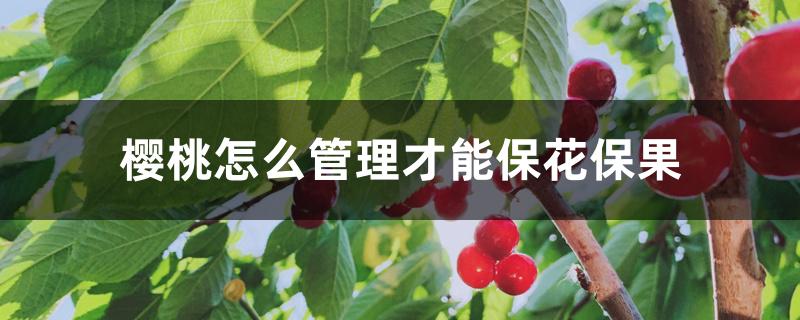 樱桃怎么管理才能保花保果 樱桃怎么管理才能保花保果