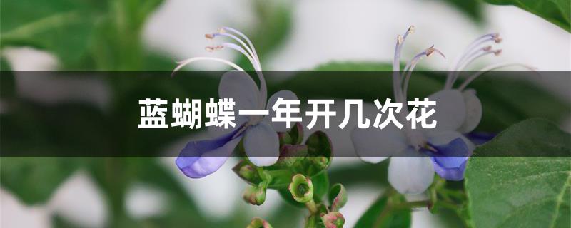 蓝蝴蝶一年开几次花