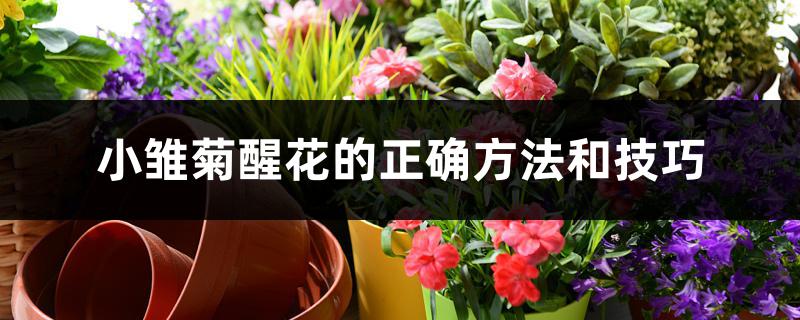 小雏菊醒花的正确方法和技巧