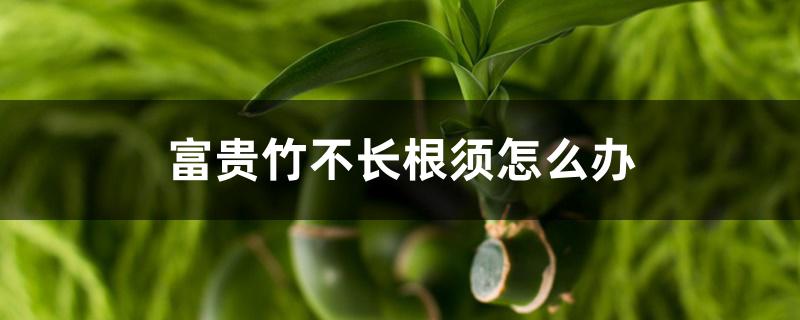 富贵竹不长根须怎么办