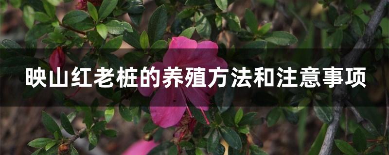 映山红老桩的养殖方法和注意事项 映山红老桩的养殖方法和注意事项