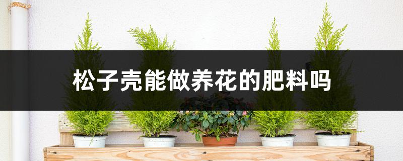 松子壳能做养花的肥料吗