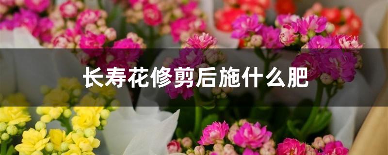 长寿花修剪后施什么肥