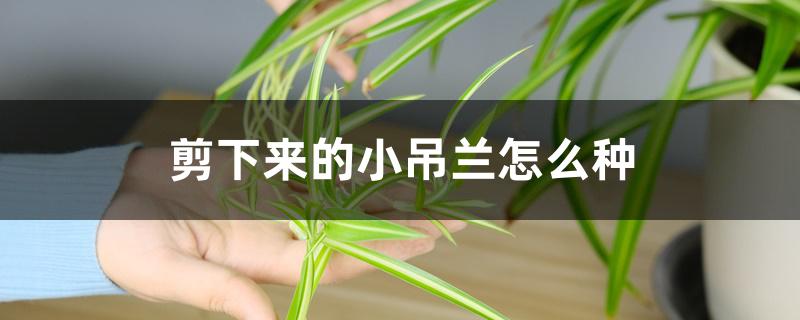 剪下来的小吊兰怎么种 剪下来的小吊兰怎么种