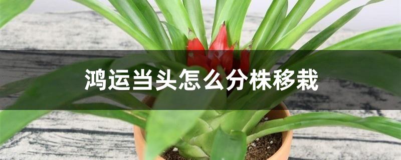 鸿运当头怎么分株移栽 鸿运当头怎么分株移栽