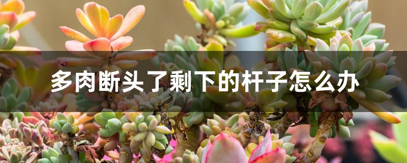 多肉断头了剩下的杆子怎么办 多肉断头了剩下的杆子怎么办