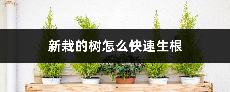 新栽的树怎么快速生根