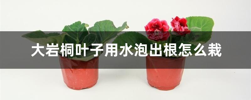 大岩桐叶子用水泡出根怎么栽