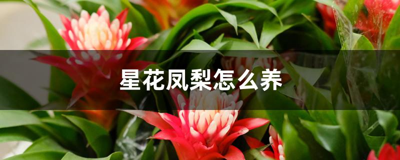 星花凤梨怎么养