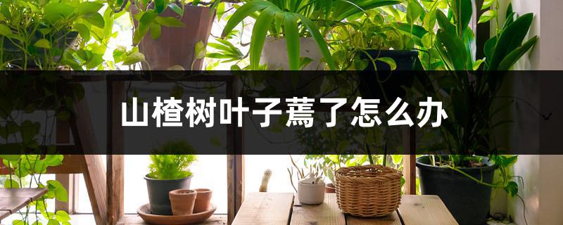 山楂树叶子蔫了怎么办 山楂树叶子蔫了怎么办