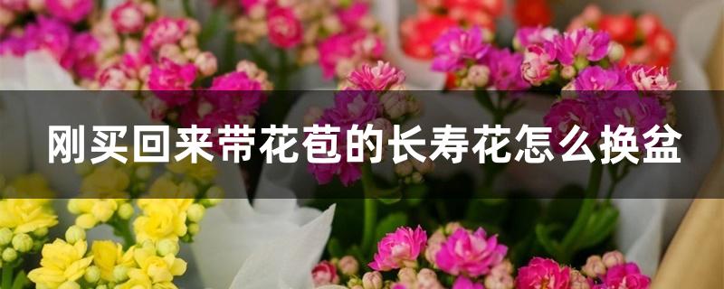 刚买回来带花苞的长寿花怎么换盆