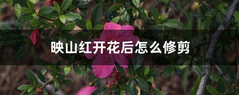 映山红开花后怎么修剪