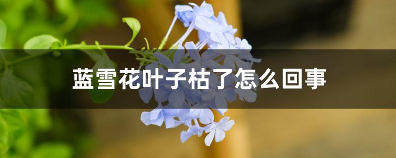 蓝雪花叶子枯了怎么回事