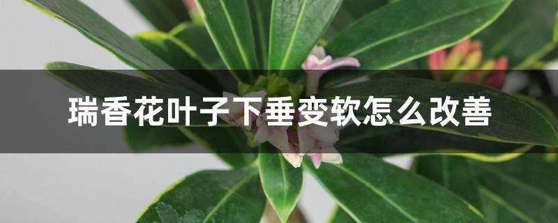 瑞香花叶子下垂变软怎么改善