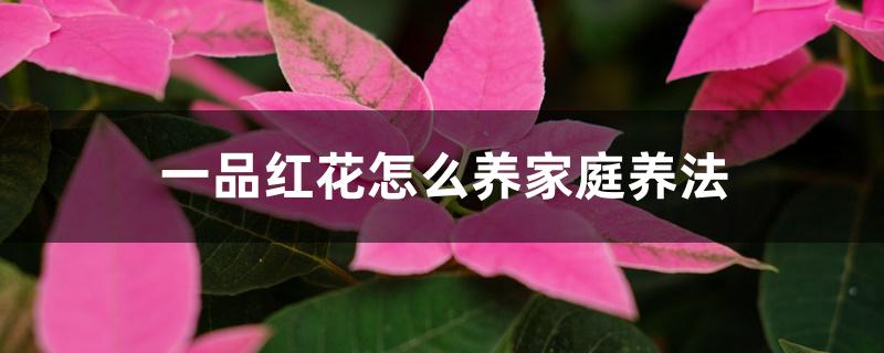 一品红花怎么养家庭养法
