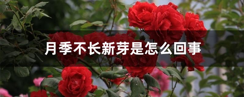 月季不长新芽是怎么回事