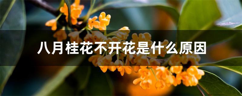 八月桂花不开花是什么原因