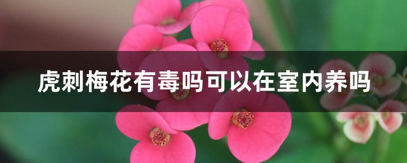 虎刺梅花有毒吗可以在室内养吗