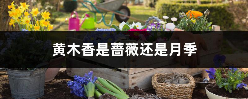 黄木香是蔷薇还是月季