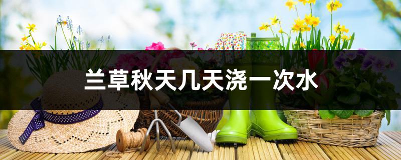 兰草秋天几天浇一次水