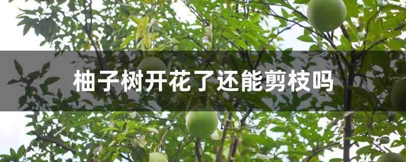 柚子树开花了还能剪枝吗 柚子树开花了还能剪枝吗