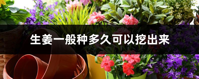 生姜一般种多久可以挖出来