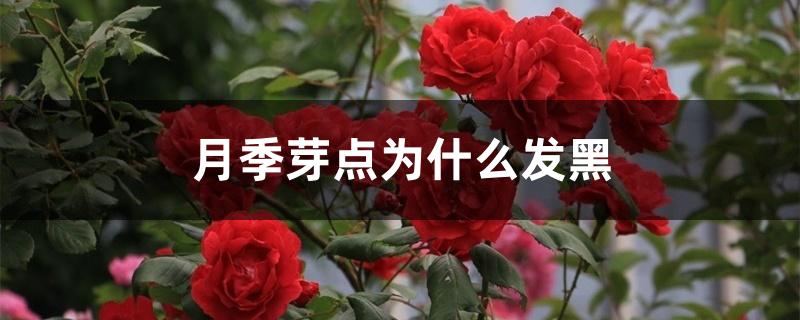 月季芽点为什么发黑