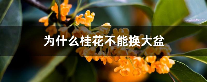 为什么桂花不能换大盆