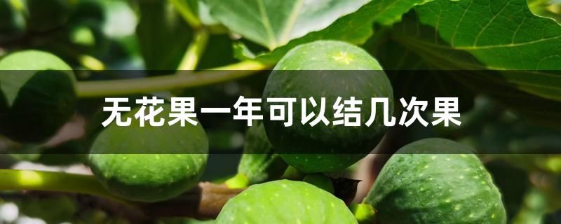 无花果一年可以结几次果