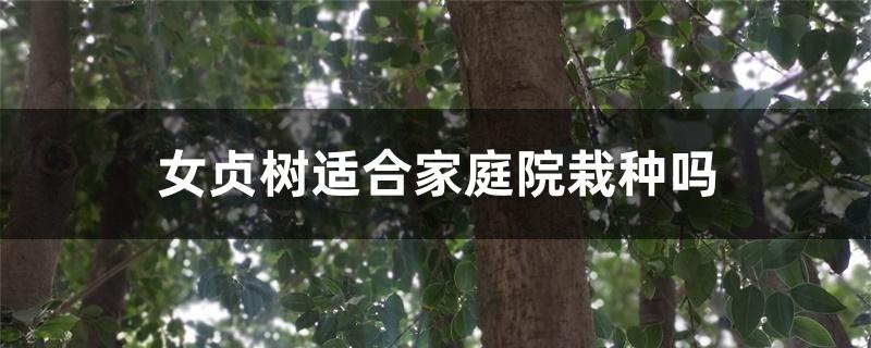 女贞树适合家庭院栽种吗