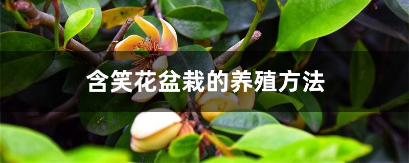 含笑花盆栽的养殖方法